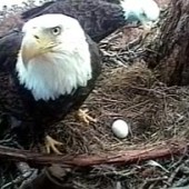 Mother Eagle Protecting Her Egg