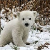 Polar Bear Survives